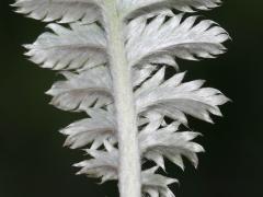 leaf, underside, detail